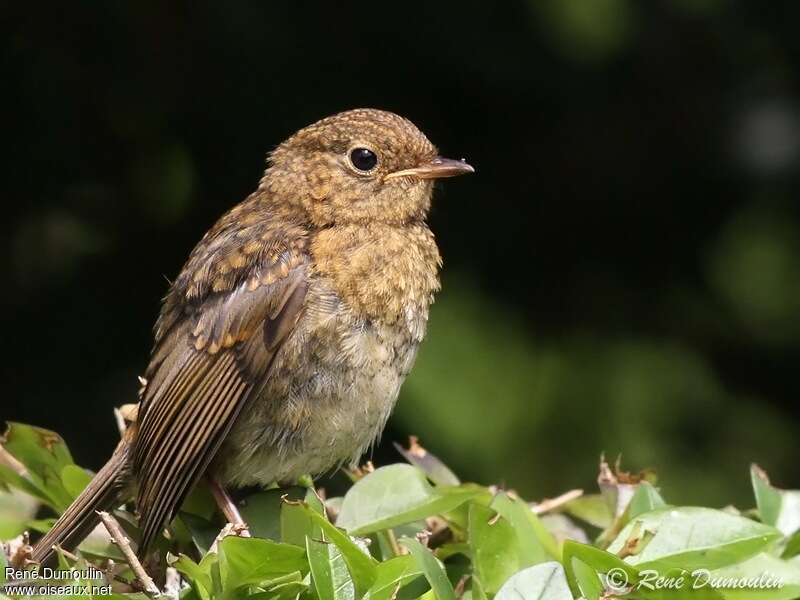 Rougegorge familierjuvénile, identification, Comportement