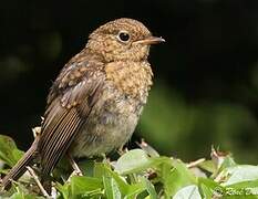 European Robin