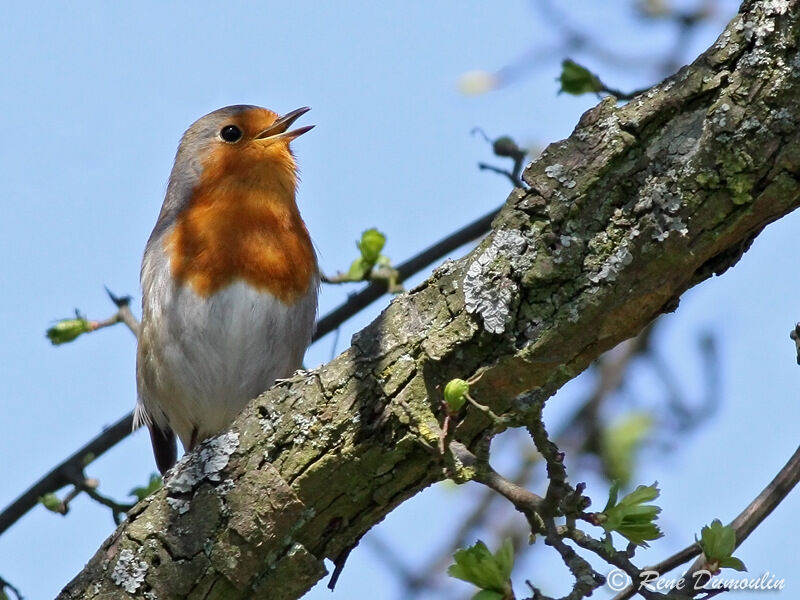 European Robin male adult, song