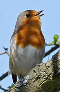 European Robin