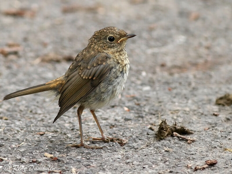 Rougegorge familierjuvénile, identification