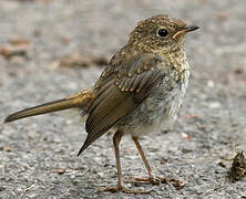 European Robin