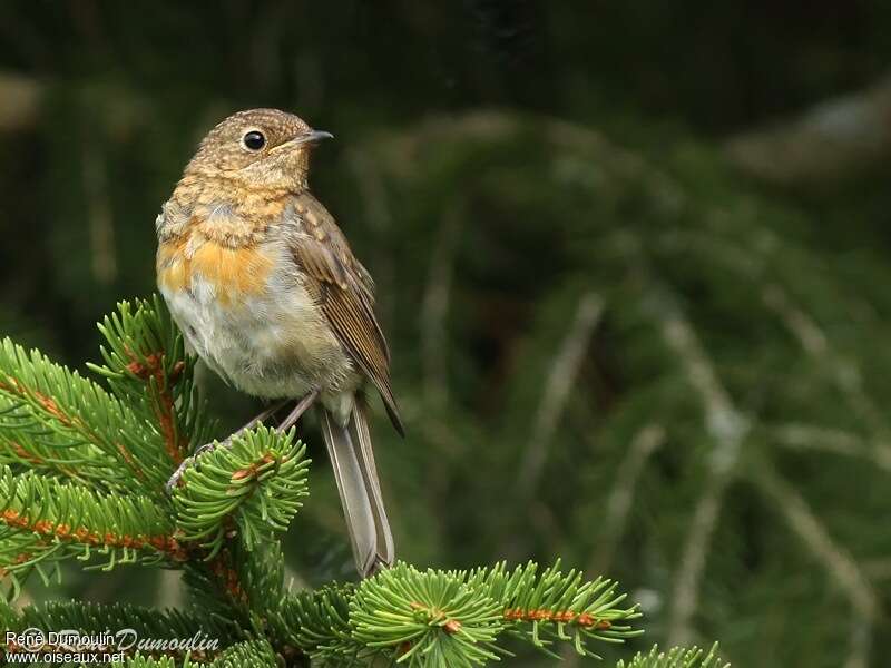 Rougegorge familier1ère année, identification