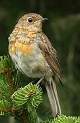 European Robin