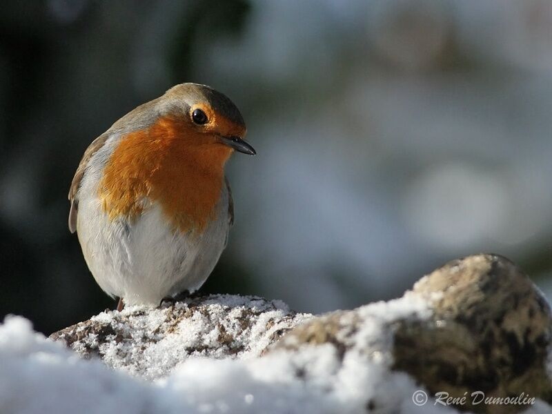 European Robinadult, identification