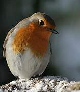 European Robin