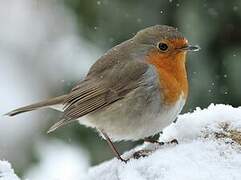 European Robin