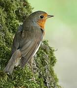 European Robin