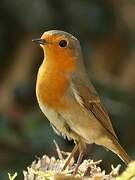 European Robin