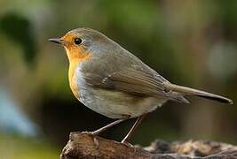 European Robin