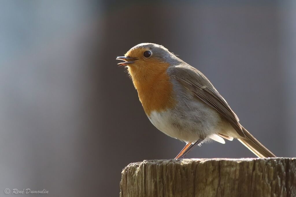 Rougegorge familieradulte, identification, chant