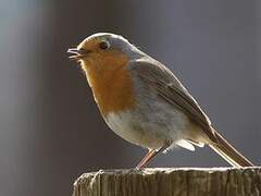 European Robin