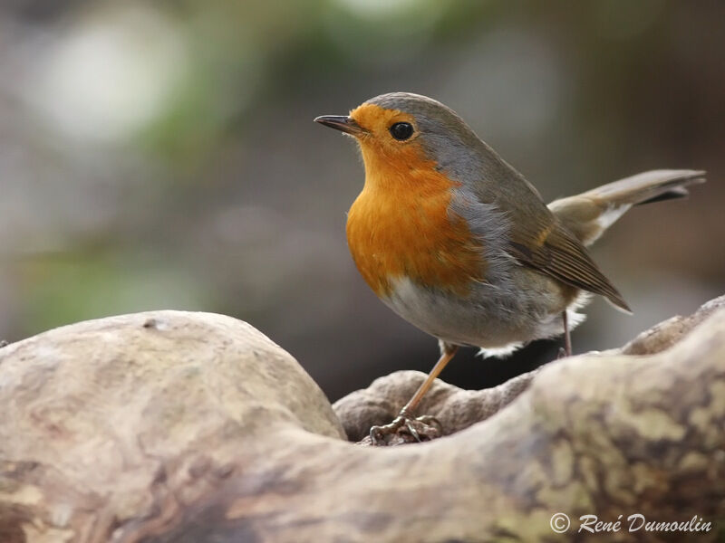 European Robinimmature, identification