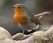 European Robin