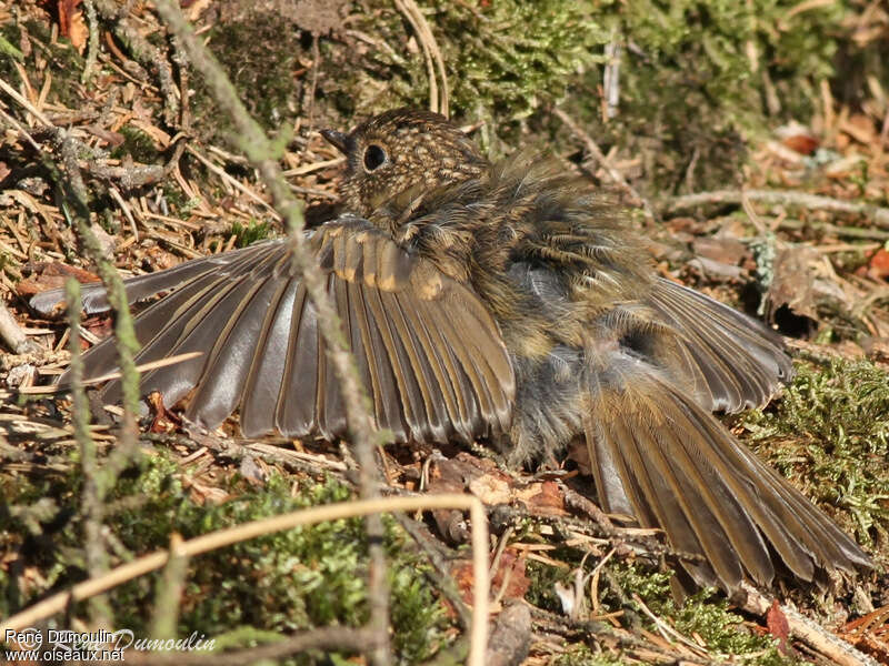 Rougegorge familierjuvénile, soins, Comportement