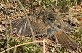 European Robin