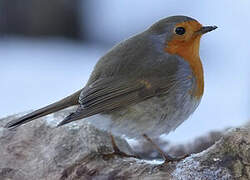 European Robin