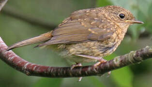 European Robin