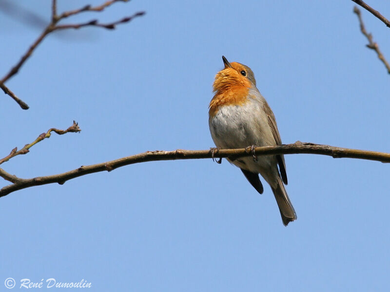 European Robinadult