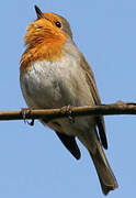 European Robin