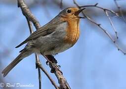 European Robin