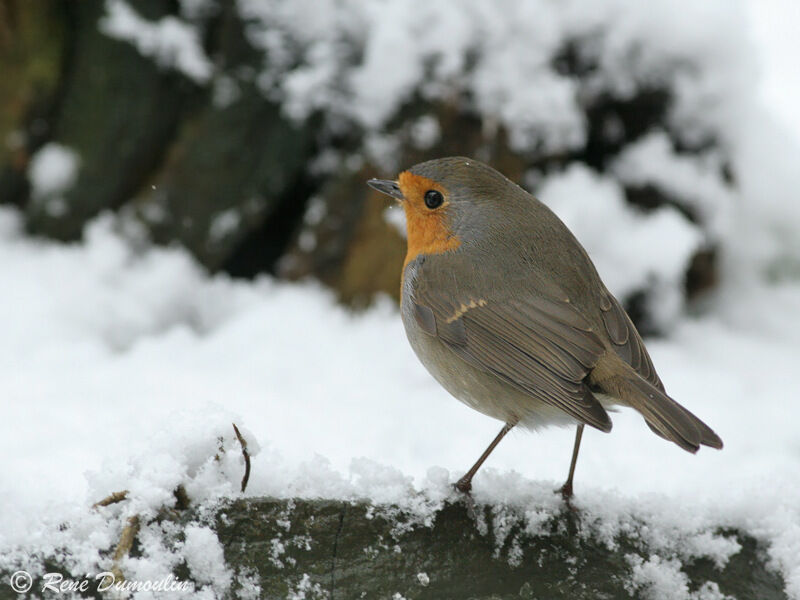 European Robinadult