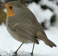 European Robin