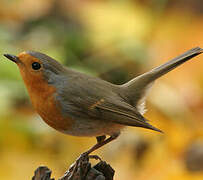 European Robin