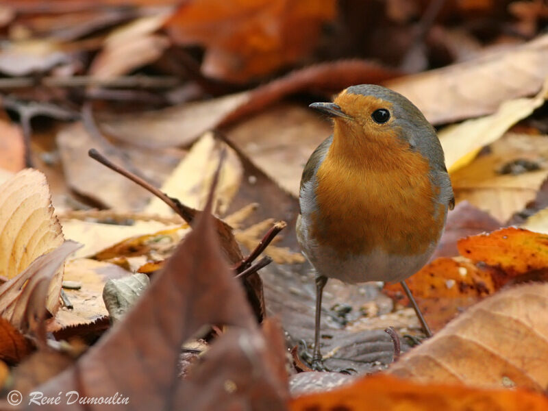 European Robin