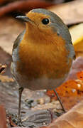 European Robin