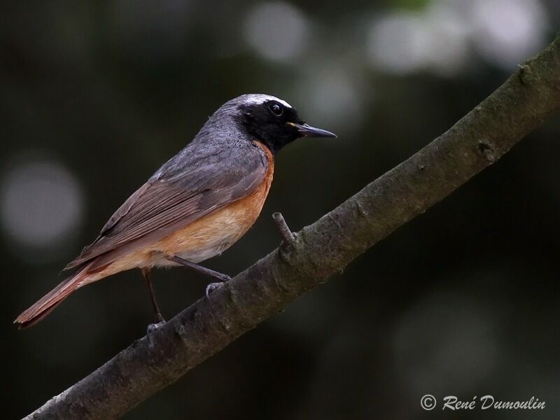 Common Redstart male adult breeding, identification