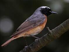 Common Redstart