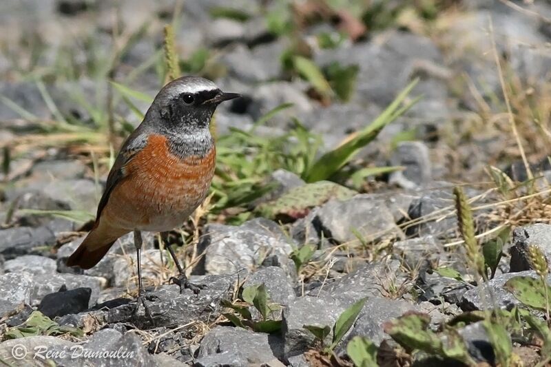 Common Redstart male adult, identification