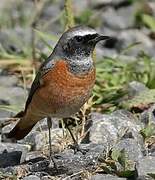 Common Redstart