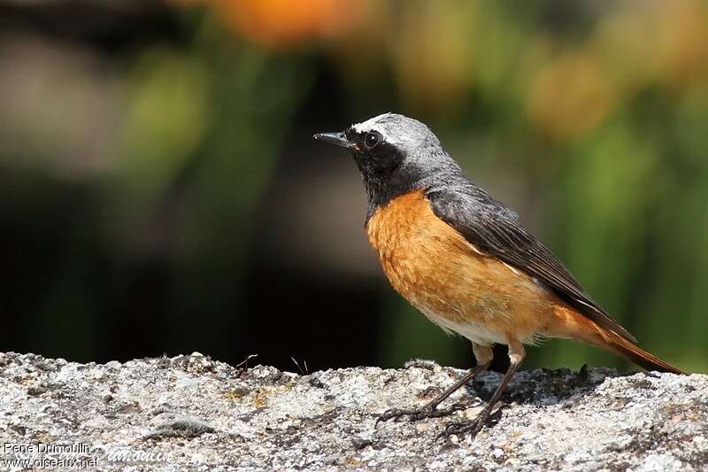 Common Redstart male adult breeding, identification