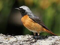 Common Redstart