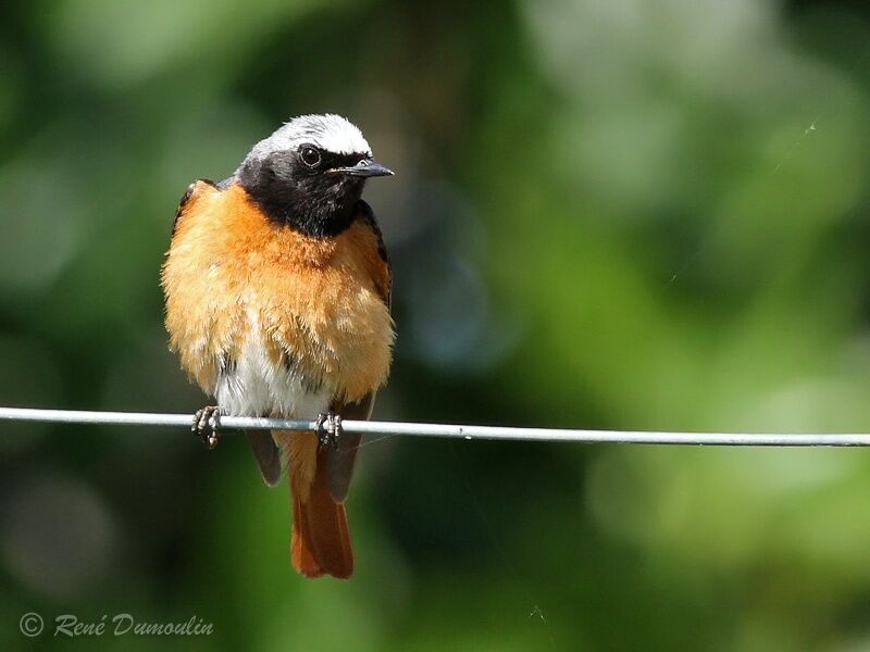 Common Redstart male adult breeding, identification