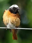 Common Redstart