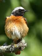 Common Redstart