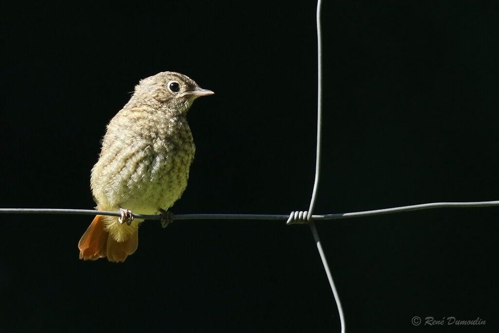 Common Redstartjuvenile, identification