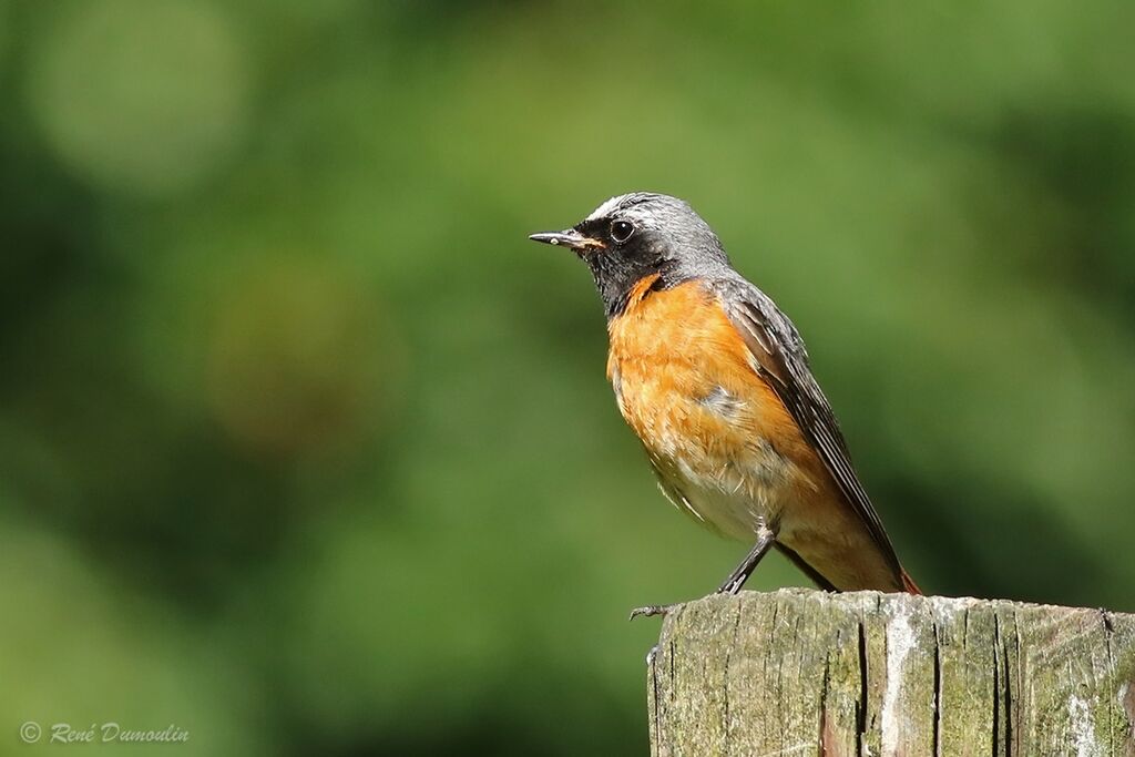 Common Redstart male adult breeding, identification