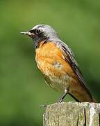 Common Redstart