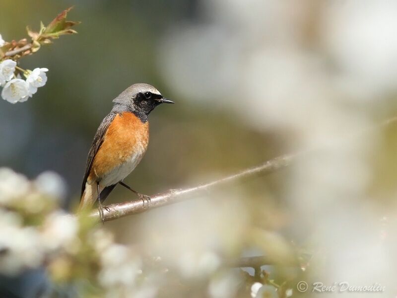 Common Redstart male adult breeding, identification