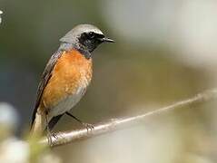 Common Redstart