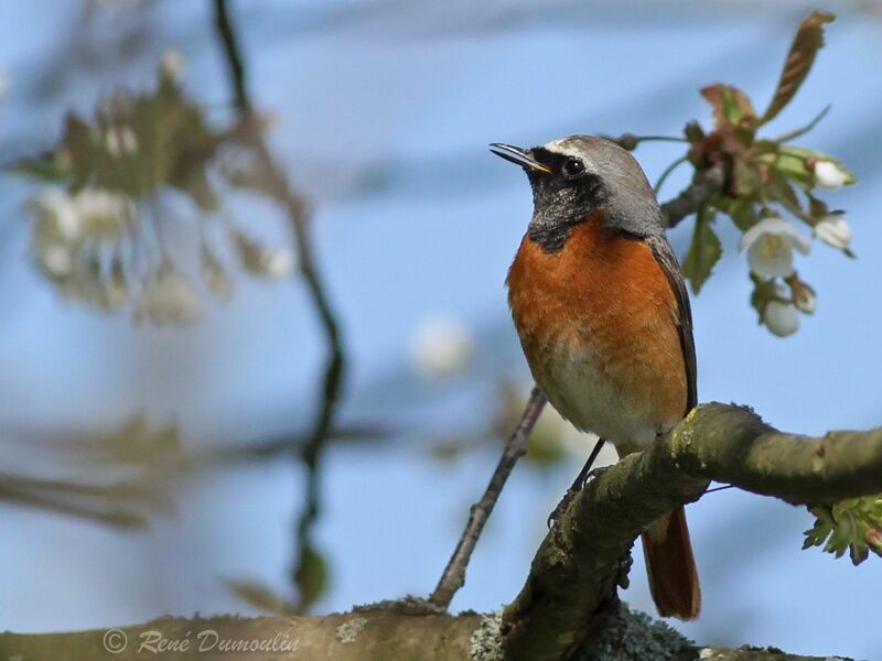 Common Redstart male adult breeding, identification, song