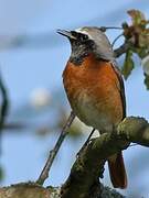 Common Redstart