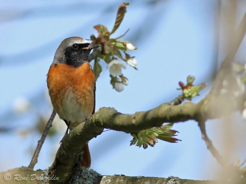 Common Redstart male adult breeding, identification