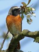 Common Redstart