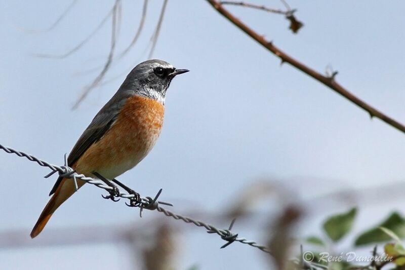 Common Redstart male adult, identification