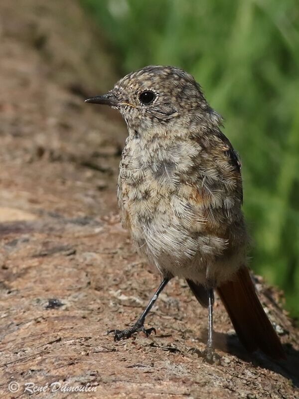 Common Redstartjuvenile, identification